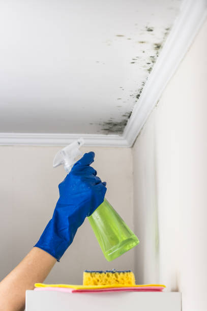 Best Attic Mold Removal  in , MS