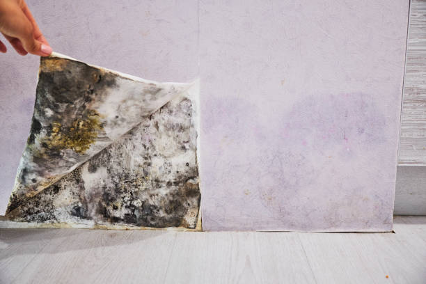 Best Mold Cleaning Services  in , MS